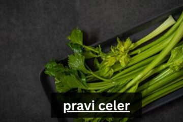 pravi celer