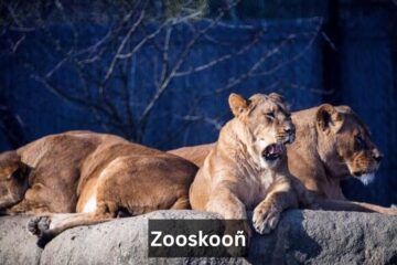 Zooskooñ