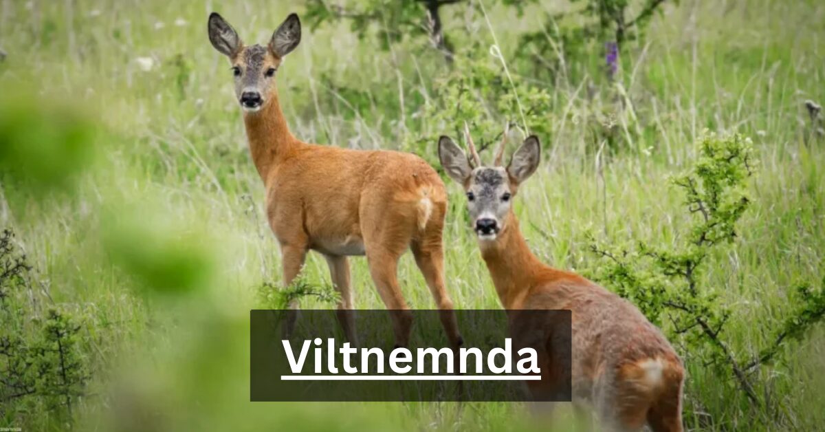 Viltnemnda